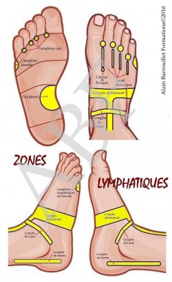 Cartographie_plantaire_zones_lymphatiques