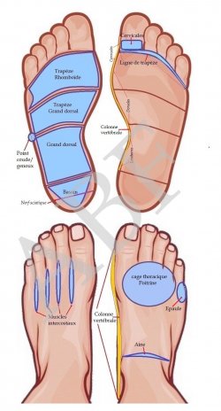 Pied_vue_de_dessous_avec_zones_musculo_articulaires